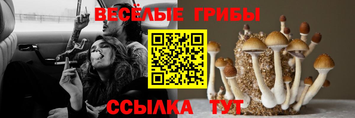 Галлюциногенные грибы Psilocybe Похвистнево
